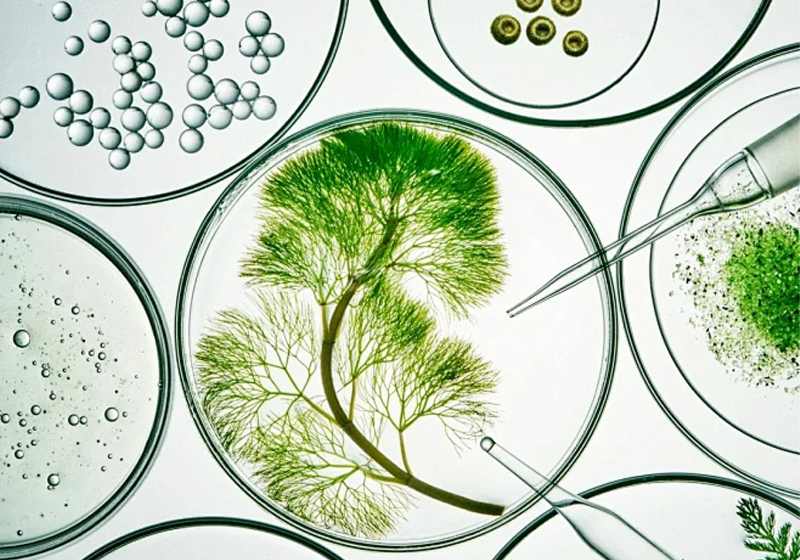 The Botanical Beauty Boom: How Natural Ingredients Conquered Global Skincare